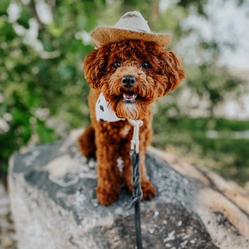 Golden doodle with cowboy hat on