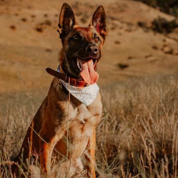 Belgian malinois sitting in the foothills