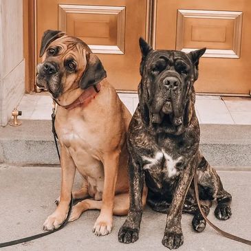 Two Cane Corsos working on a sit stay at the capital building of Boise, Idaho