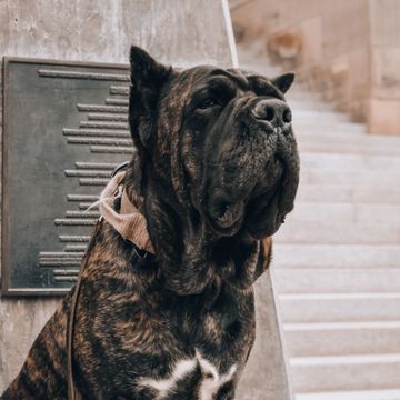 Large male brown cane corso 