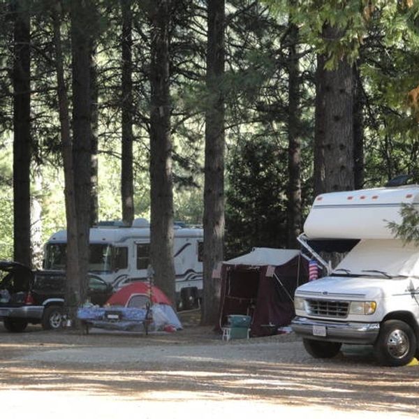 Campers set up tents and RVs among tall pine trees in a forest campground.