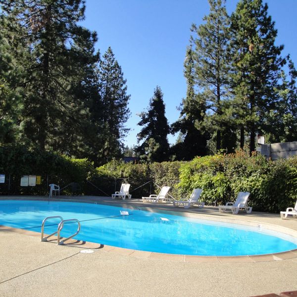 Outdoor swimming pool surrounded by trees and lounge chairs on a sunny day.