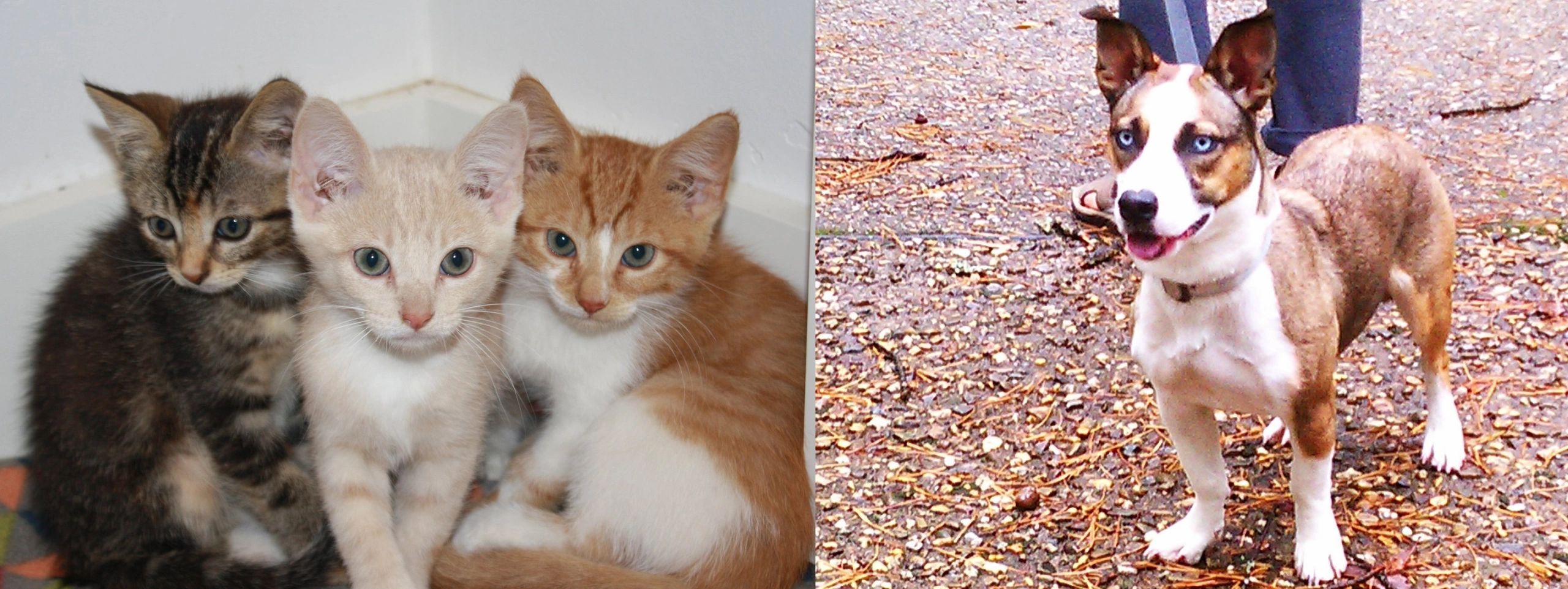 Barn cats and dog named Blu for obvious reasons