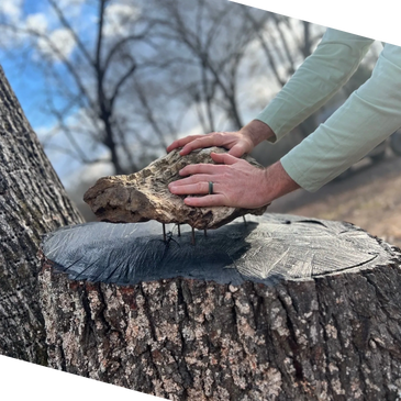 The wishing rock is a piece of petrified wood found on the property. 