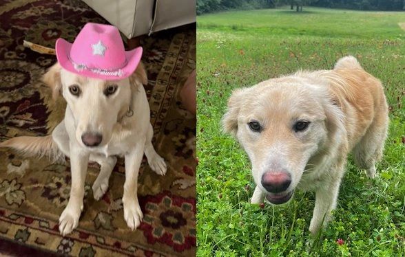 The blonde puppy dogs, Wildflower in her pink hat and Lila in the wildflowers.
