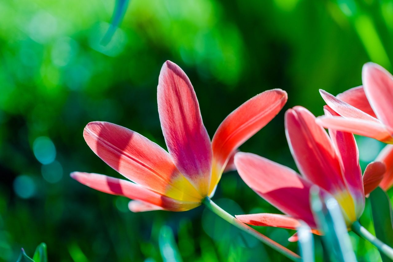 Spring flowers