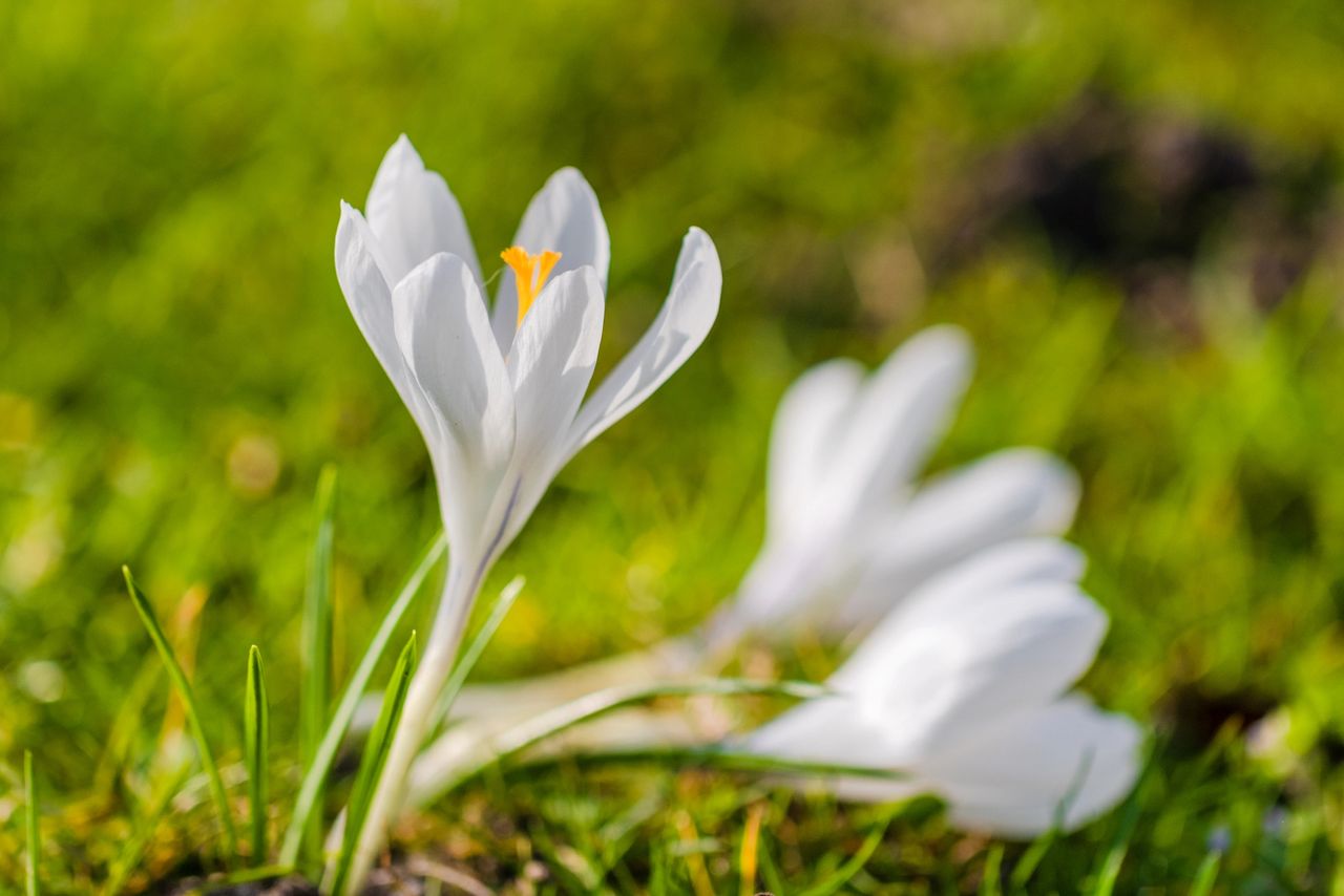 Spring flowers