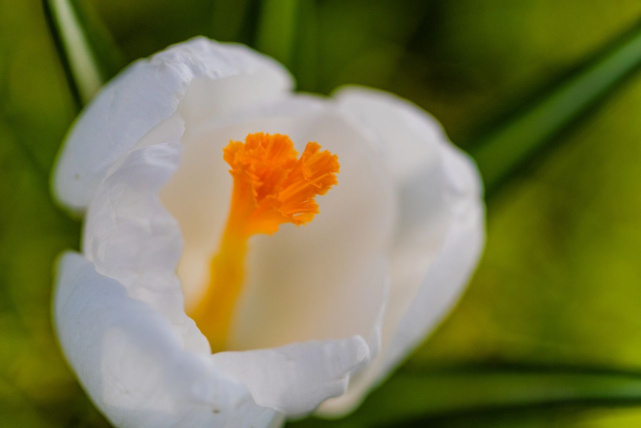 Spring flowers
