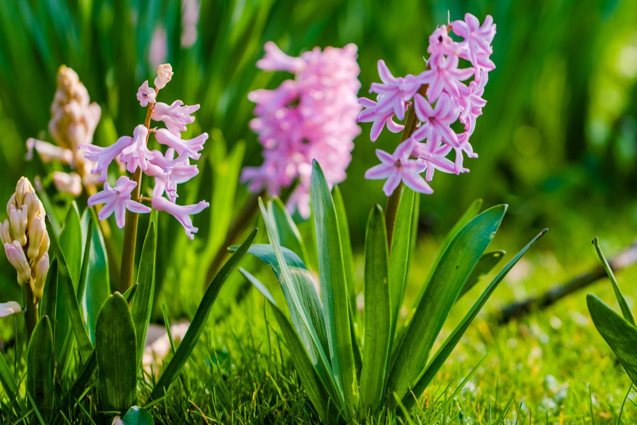 Spring flowers