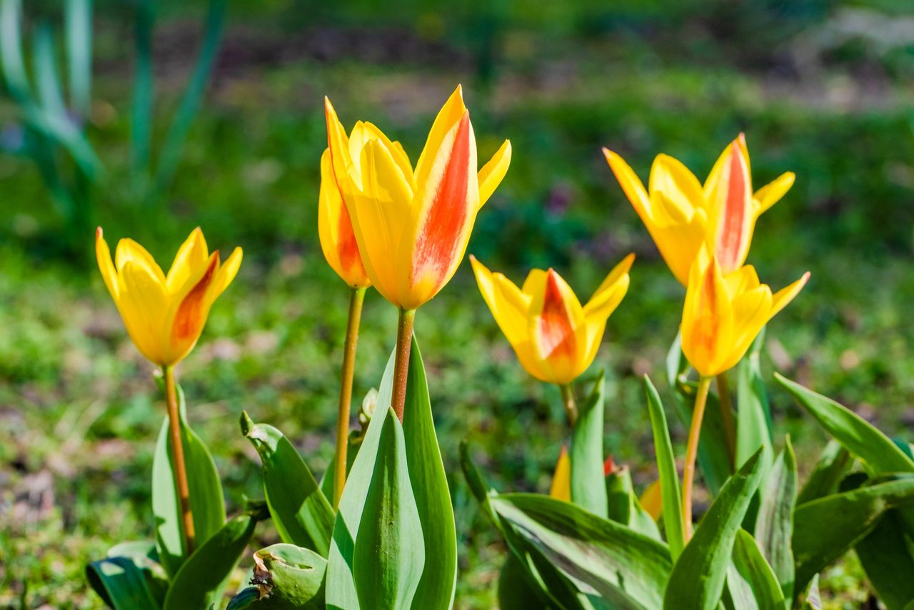 Spring flowers