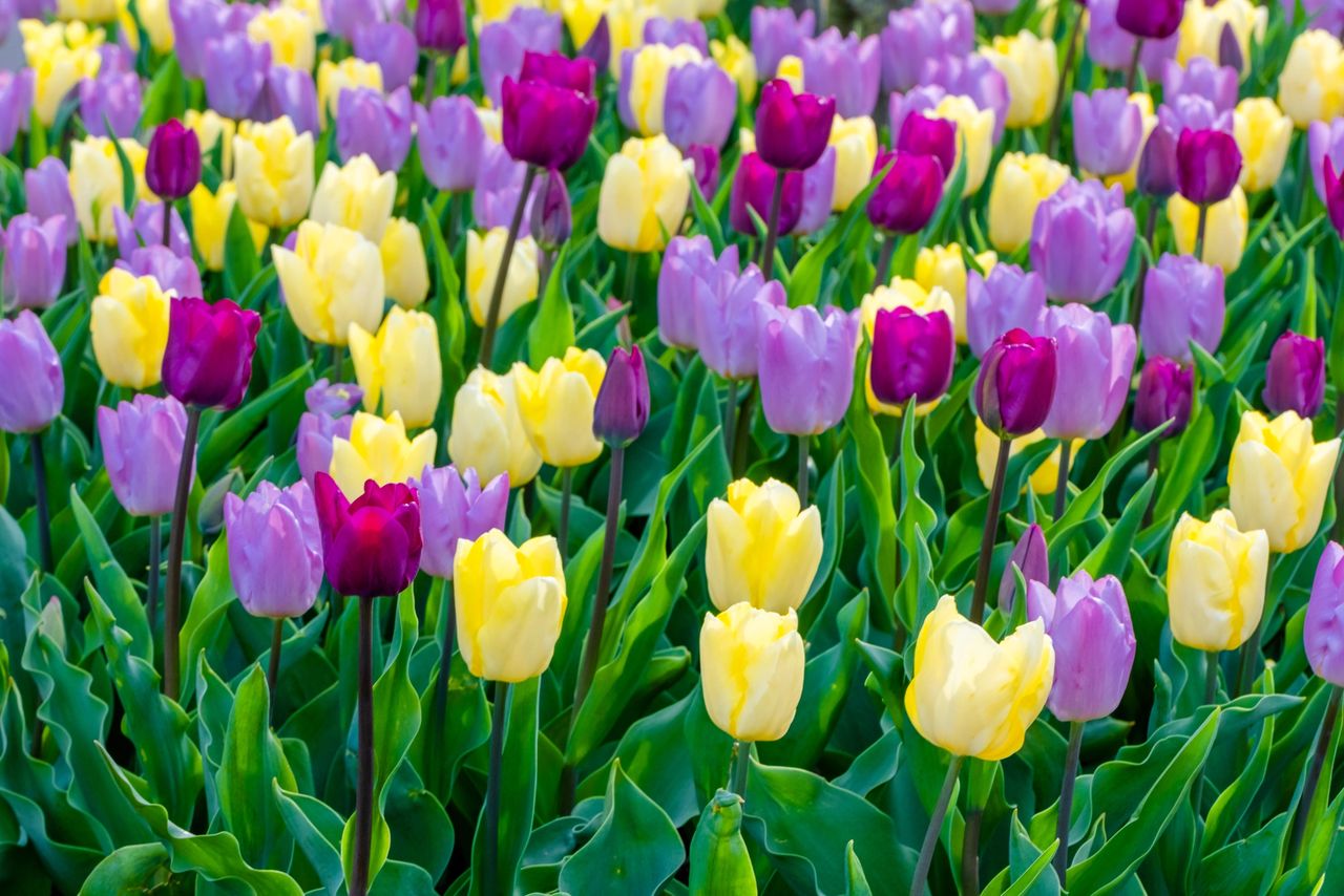 Spring flowers