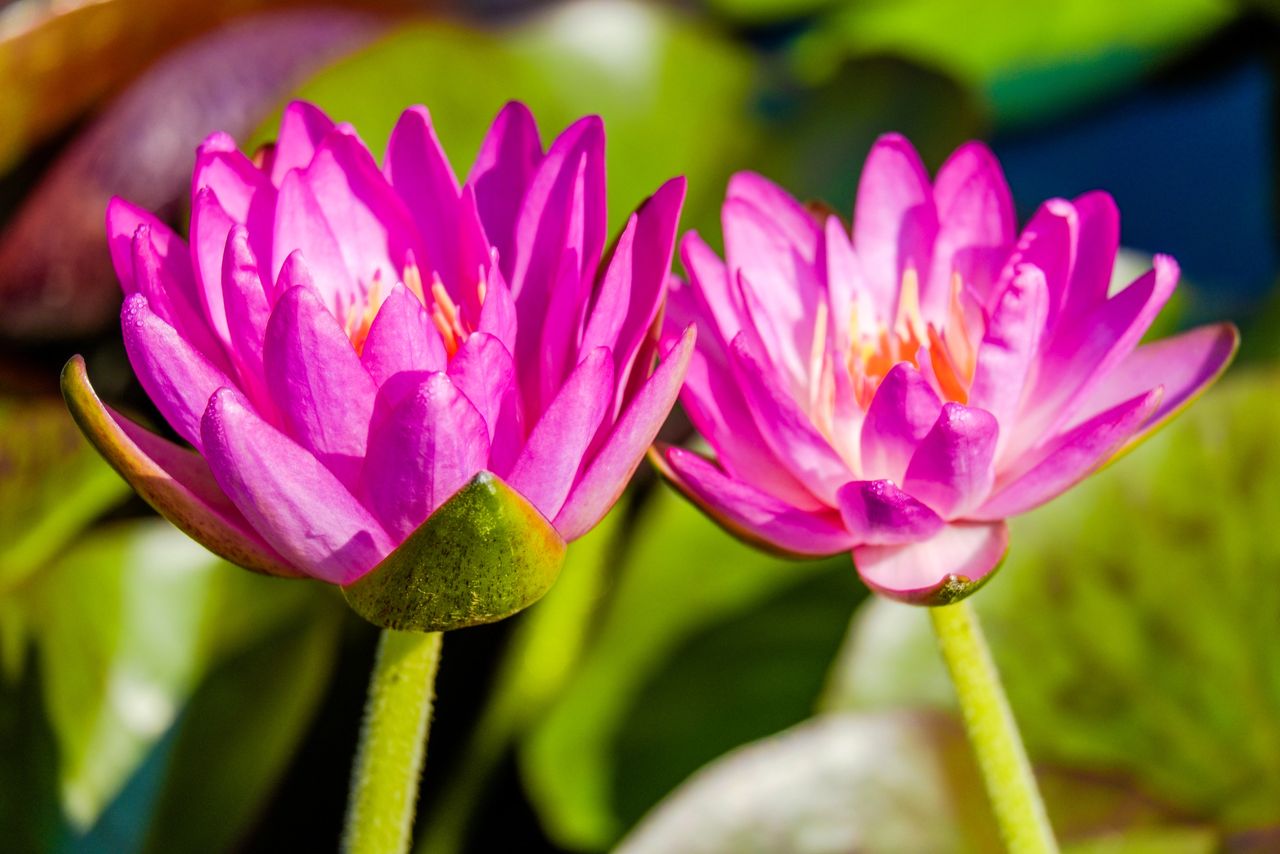 lotus water lily lotus water lily