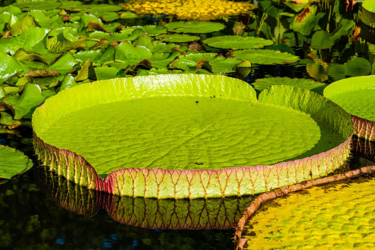 lotus water lily