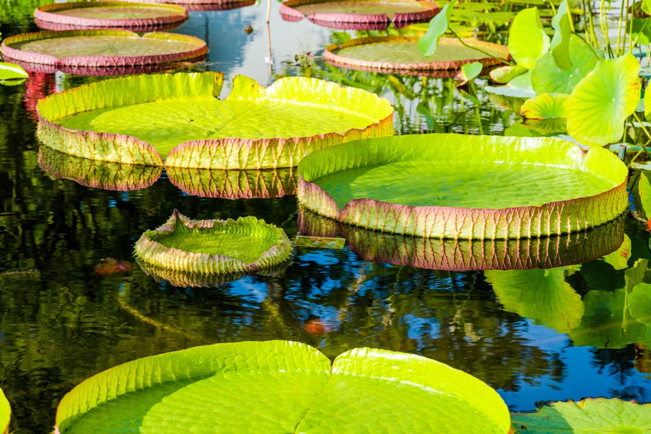 lotus water lily