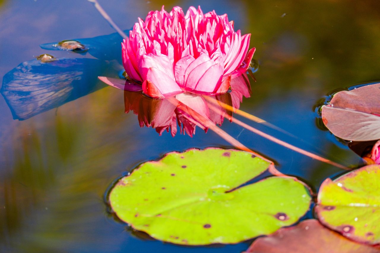 lotus water lily