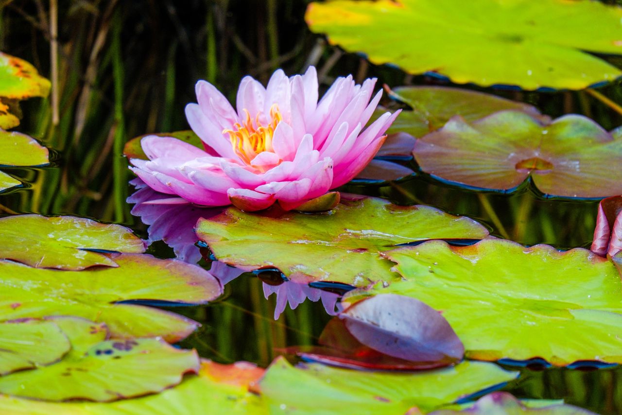 lotus water lily