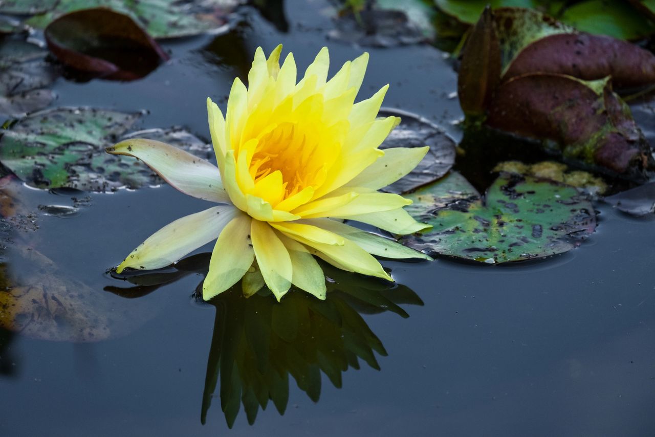 lotus water lily