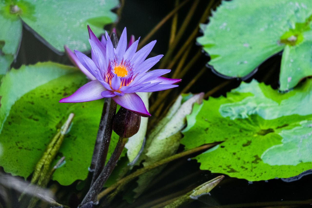 lotus water lily