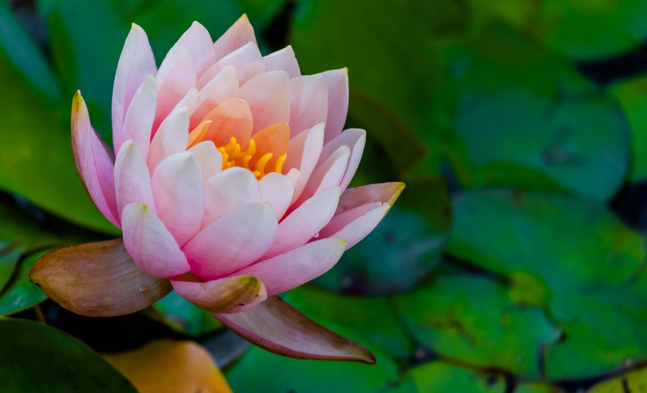 lotus water lily