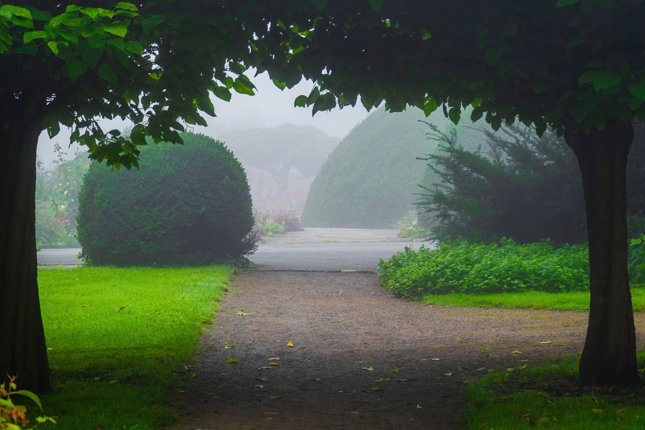 Mystic atmosphere-morning fog in park