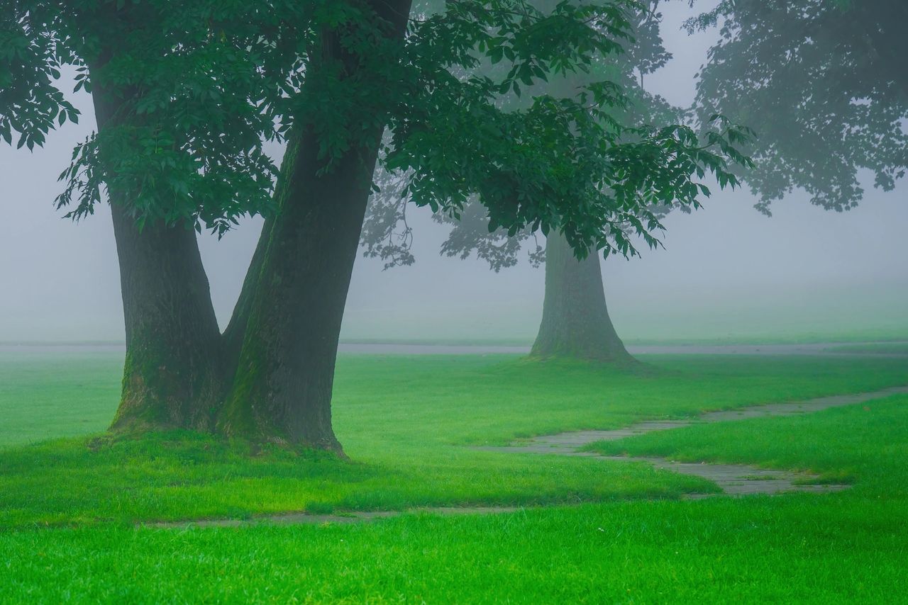 Mystic atmosphere-morning fog in park