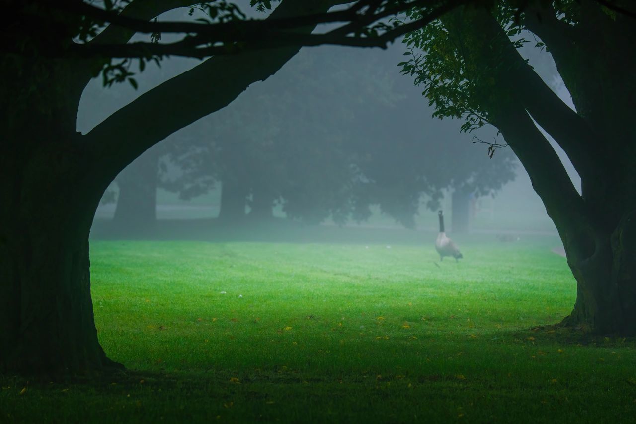 Mystic atmosphere-morning fog in park