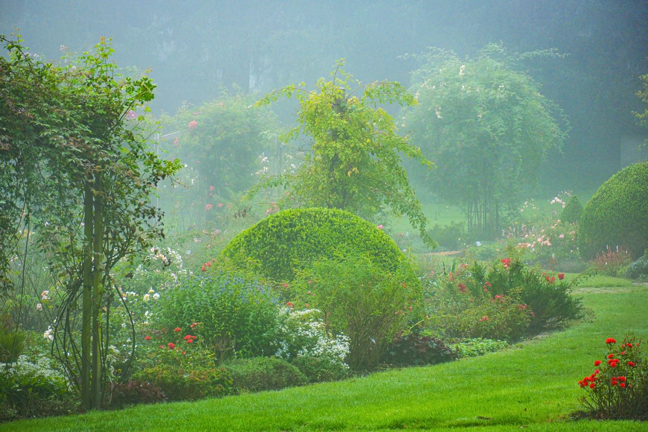 Mystic atmosphere-morning fog in park