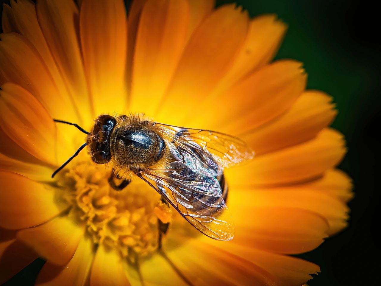 Bee collecting pollen flower