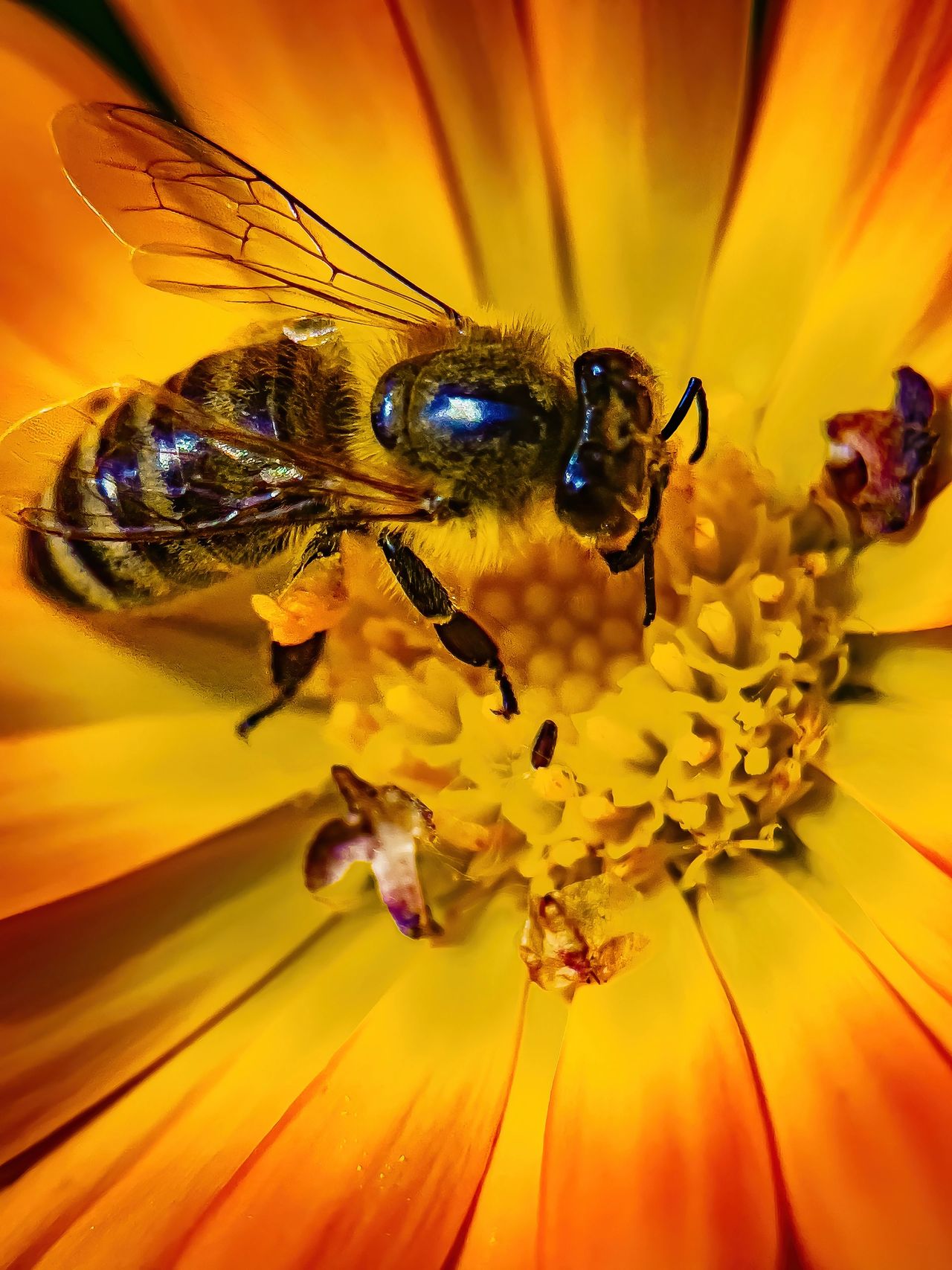 Bee collecting pollen flower