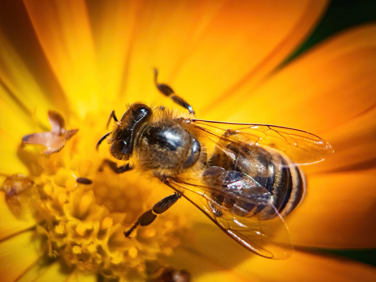 Bee collecting pollen flower