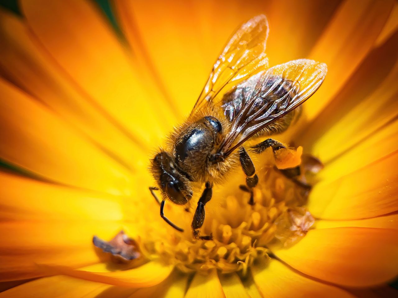 Bee collecting pollen flower