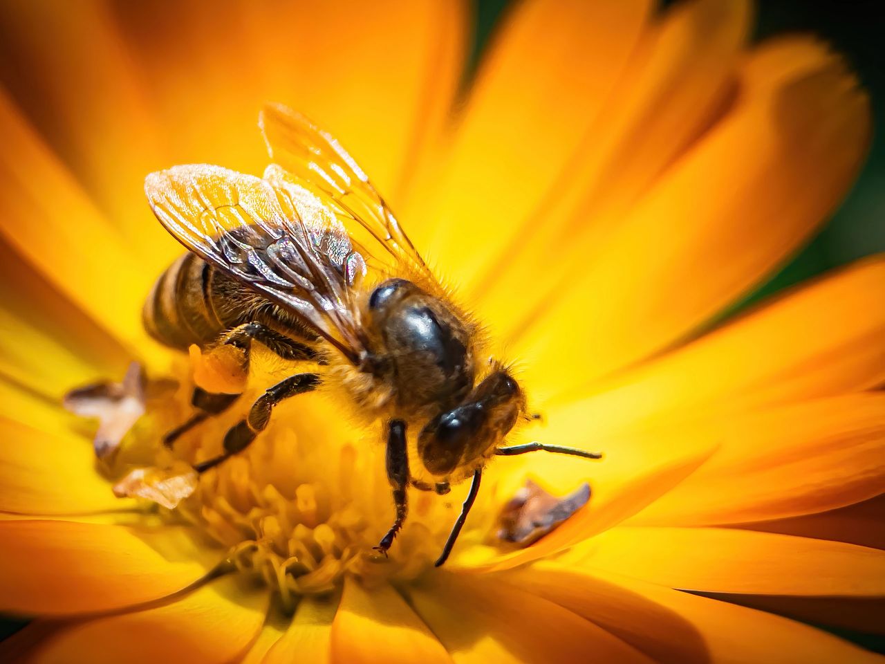 Bee collecting pollen flower