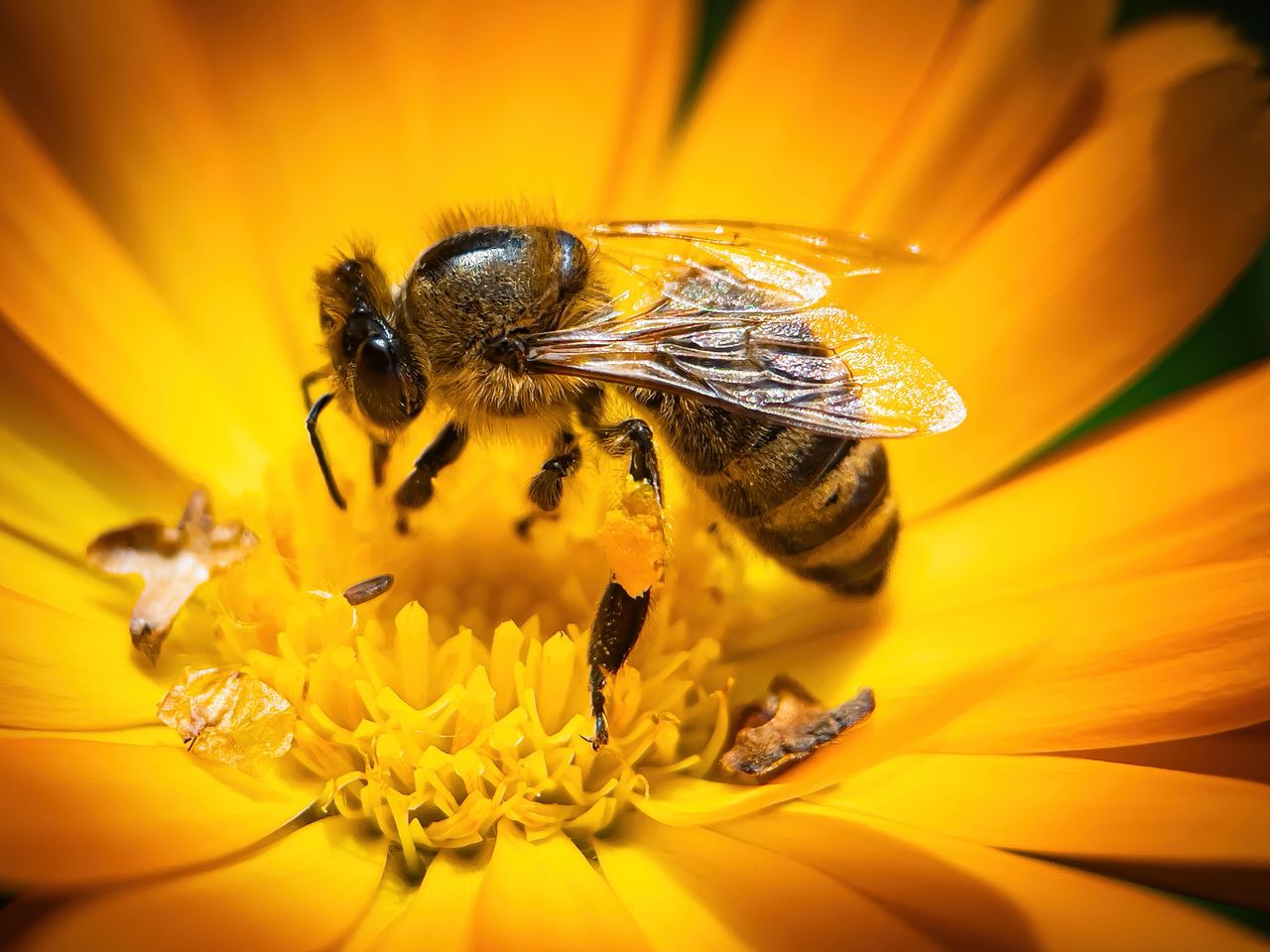 Bee collecting pollen flower