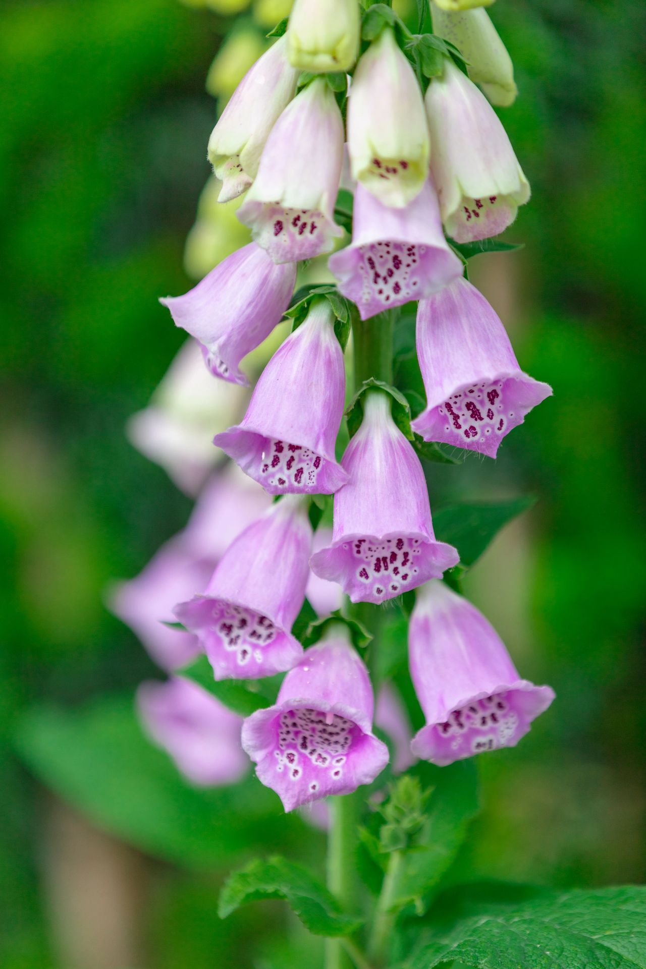 Spring flowers