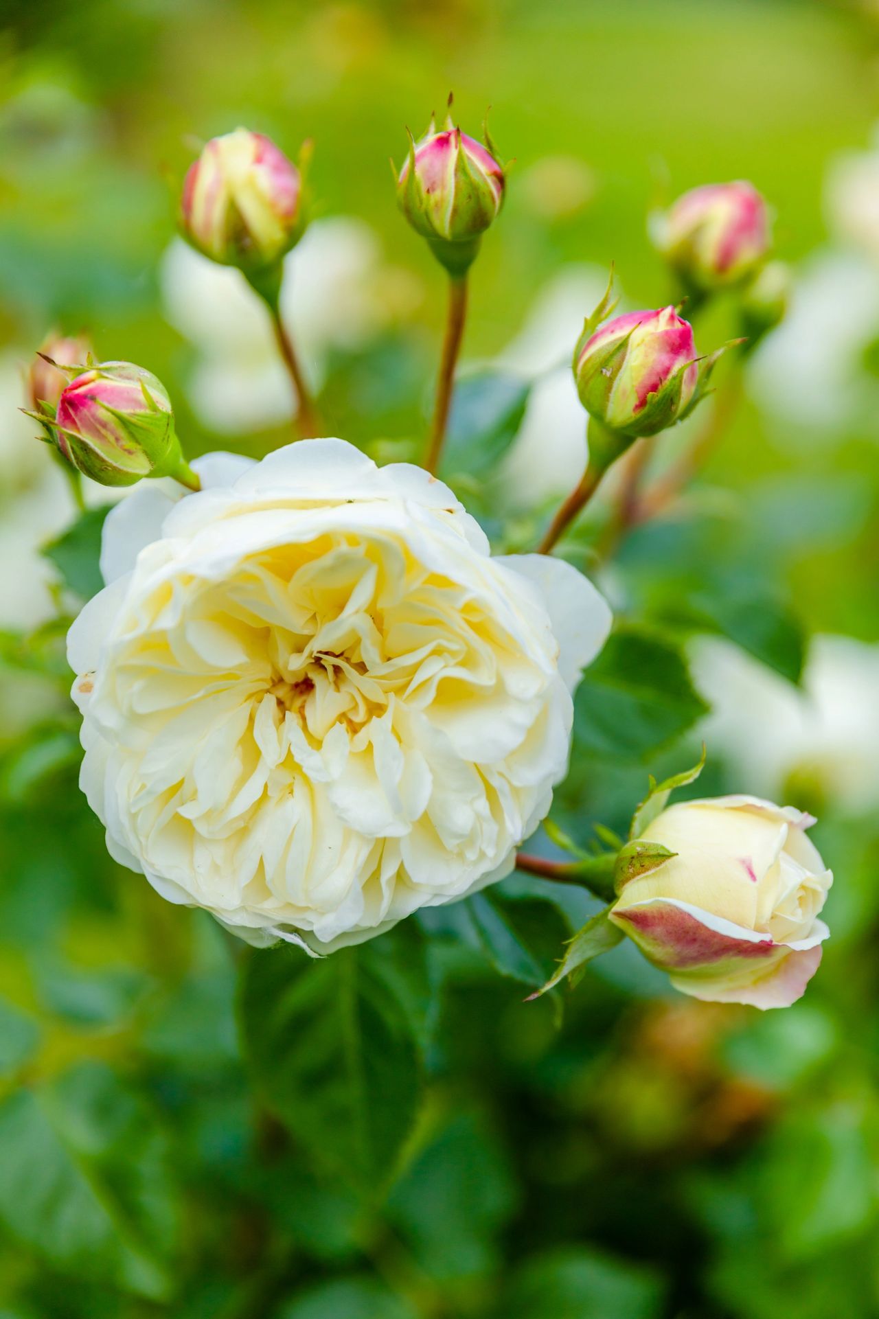 Spring flowers