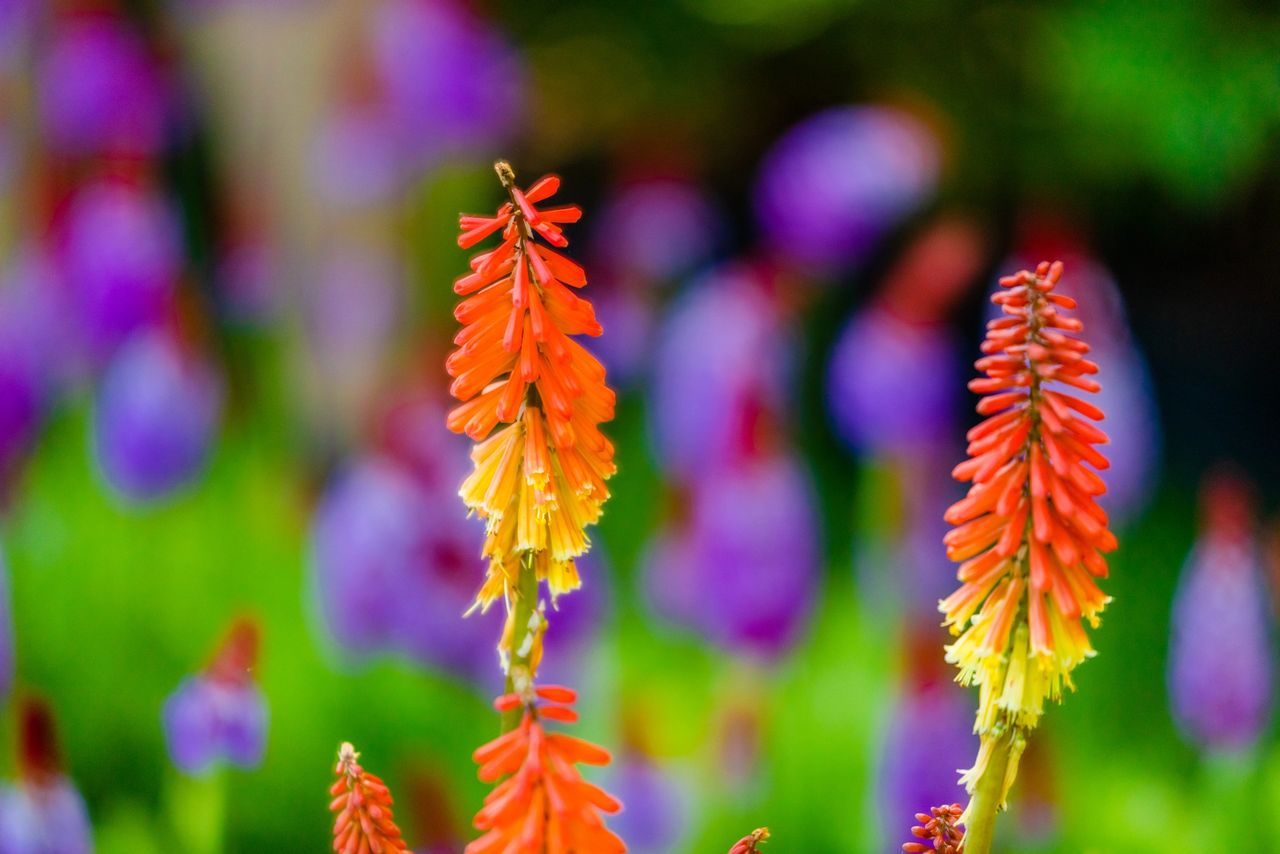 Spring flowers