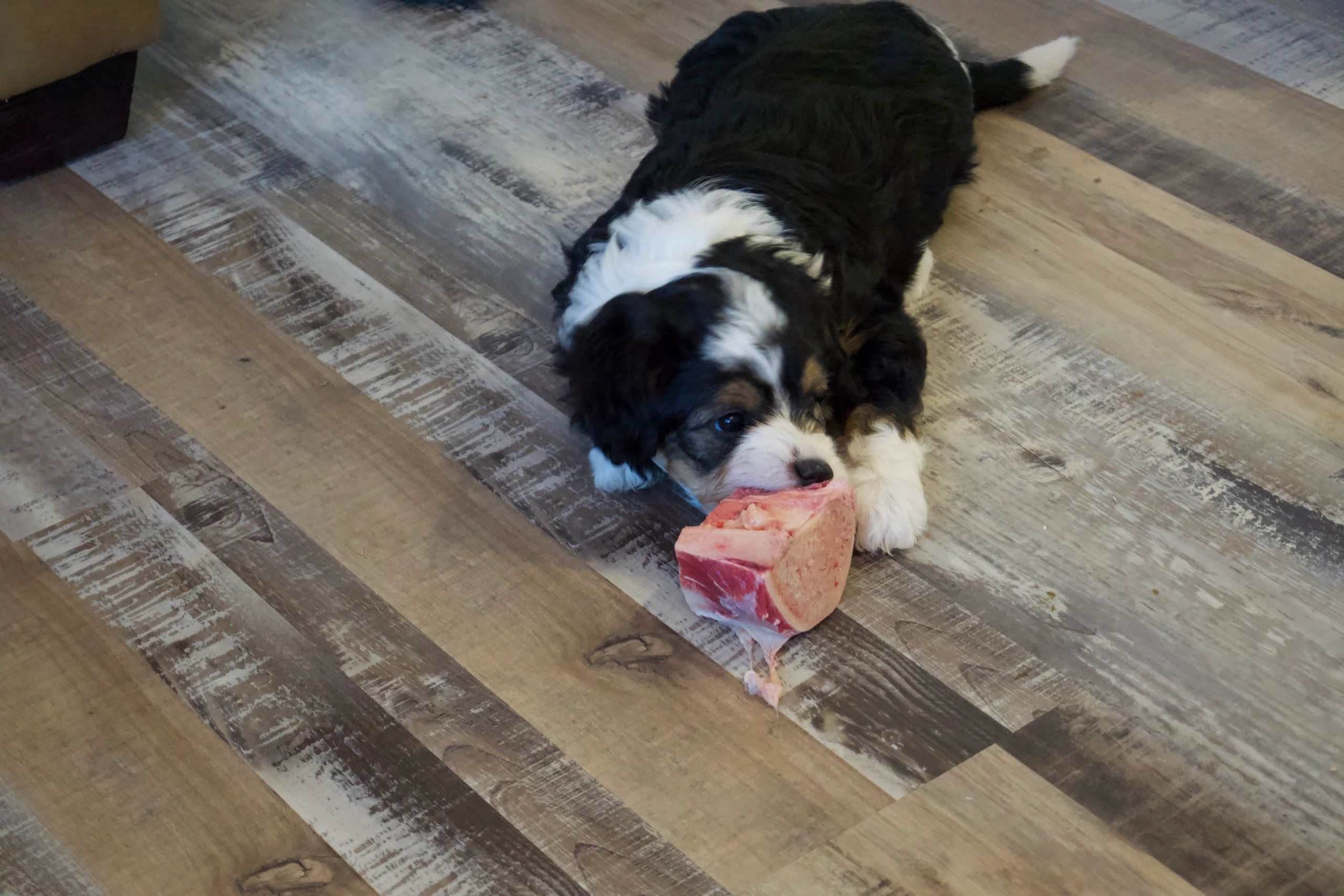 Is it safe to give your dog bones?