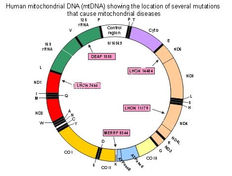 mitochondrial dna structure