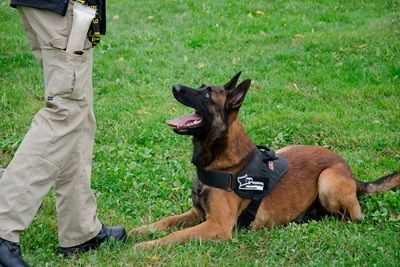 A dog in a harness looks up at a person standing nearby on grass.