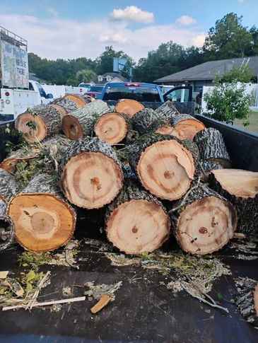 Truck bed filled with freshly cut tree logs.