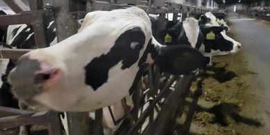 Dairy cattle standing in a barn.