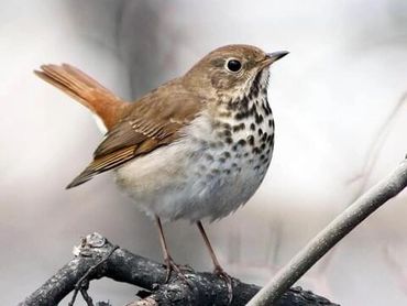 ADULT BICKNELL'S  THRUSH 