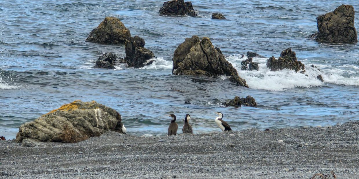 Three seabirds stand on a rocky shore with waves and large rocks in the sea.