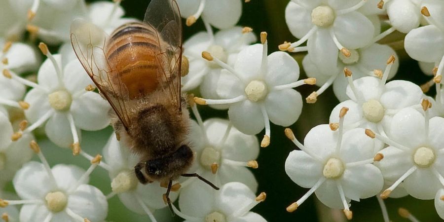 A bee collecting nectar from white flowers.