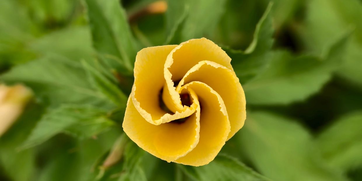 Close-up of a yellow flower bud spiraling open among green leaves.