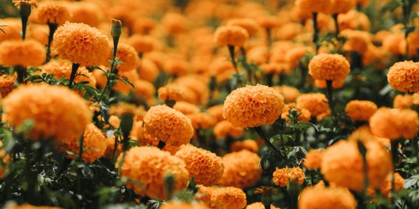 Vibrant orange marigold flowers blooming in a garden.