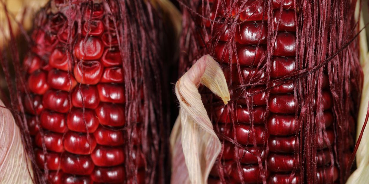 Close-up of vibrant red corn kernels with husks.