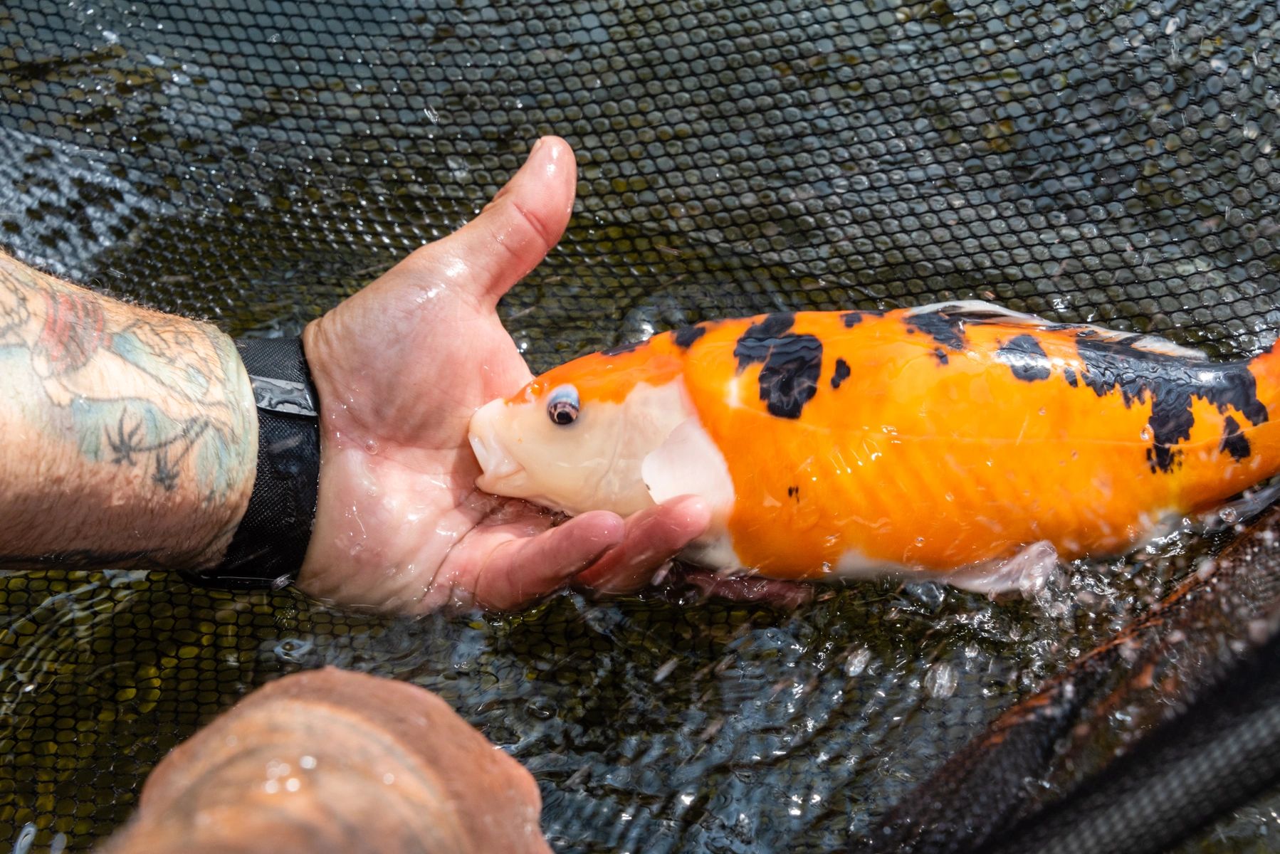 The Koi Story Fish Farm
