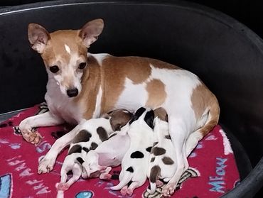 Mom Bambi 6 pounds. Taco terrier 3/4 Toy fox, 1/4 chihuahua 