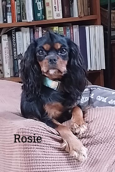 Small black and tan dog named Rosie sitting on a blanket.